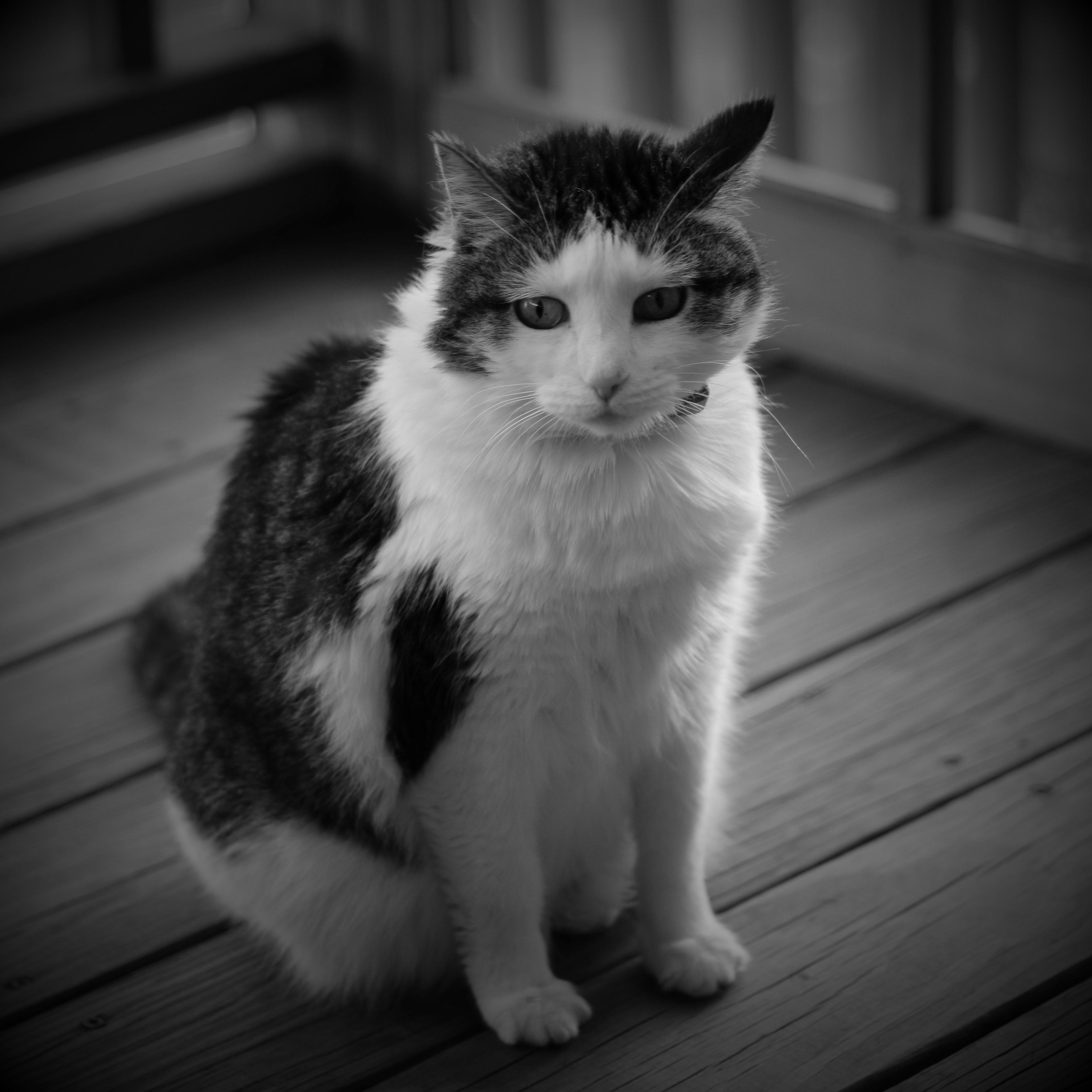 Black and white photo of a somber cat.